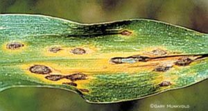 Anthracnose, zinc deficiency and rust.
