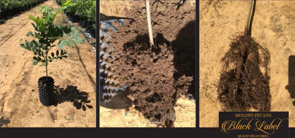 Home English – Molopo Pecans | Pecan Nursery | South Africa